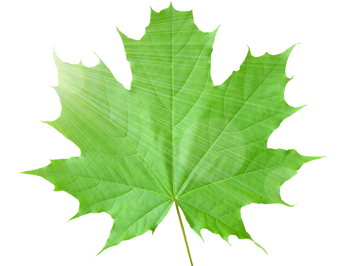 maple-leaf